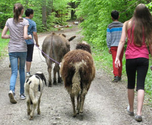 Jugendliche mit emotionalem Förderbedarf - die Mädchen hatten Angst, mit dem Esel zu wandern, so wählten sie das Schaf