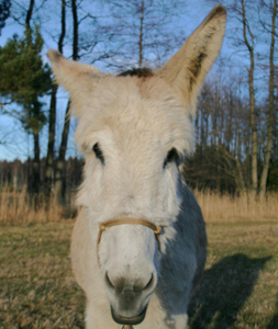 In Gedenken: Friedel, Andalusischer Großesel