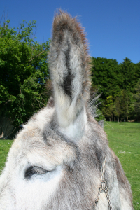 In Gedenken: Eddi, Großesel